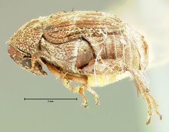 Media type: image;   Entomology 8201 Aspect: habitus lateral view